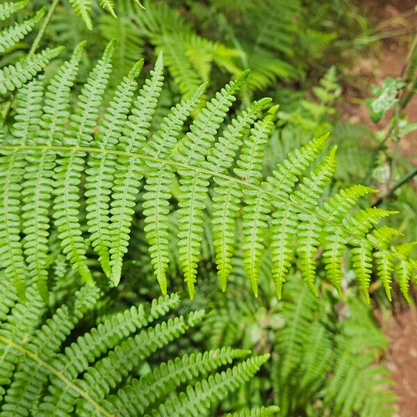 Dryopteris oligodonta Лист