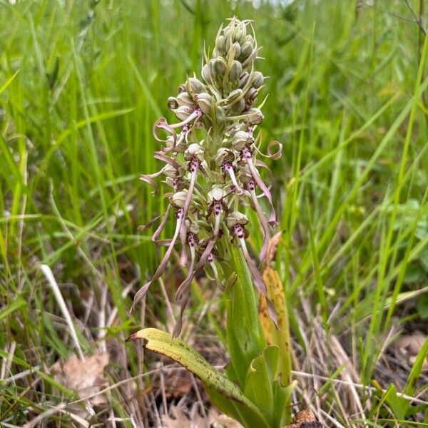 Himantoglossum hircinum موطن