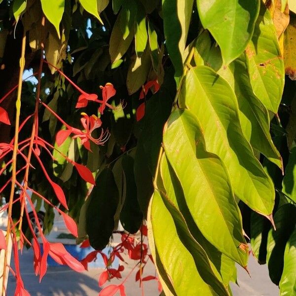 Amherstia nobilis Kvet