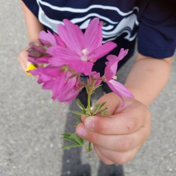 Sidalcea malviflora 花