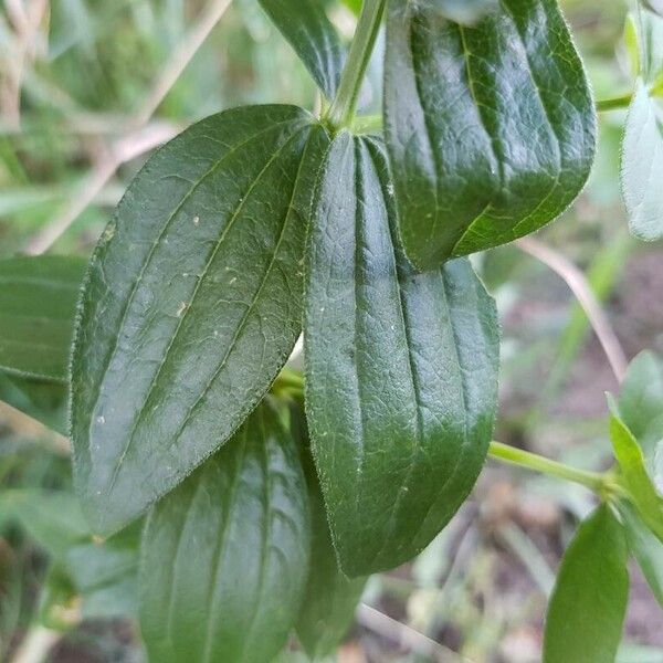 Galium rubioides Levél