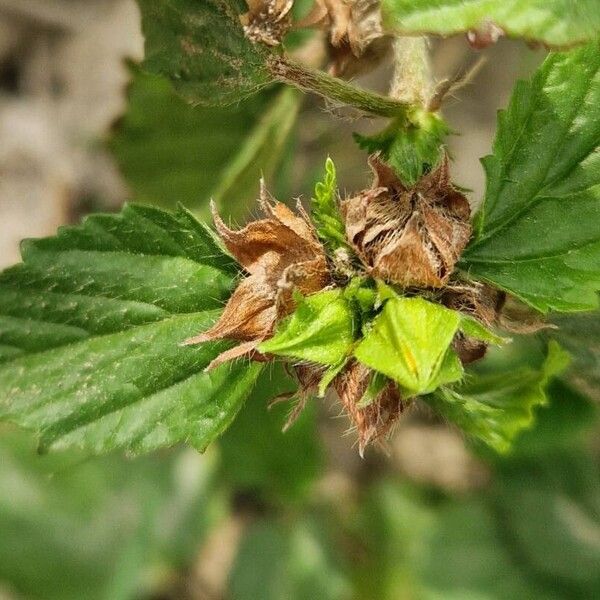 Malvastrum coromandelianum Фрукт