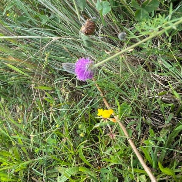 Dalea purpurea Flower