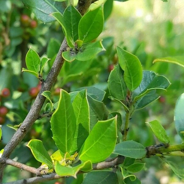 Rhamnus alaternus Leaf