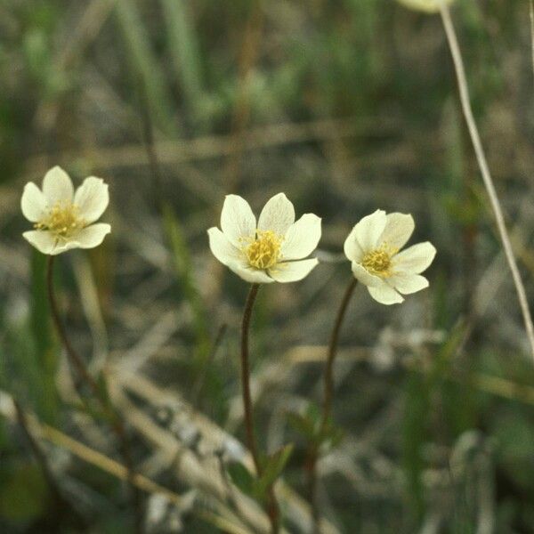 Anemone parviflora Хабит