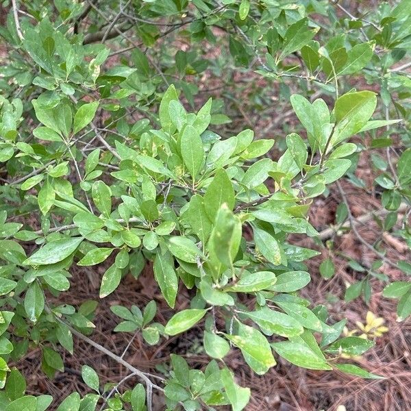 Forestiera pubescens Foglia