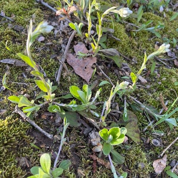 Antennaria plantaginifolia Květ