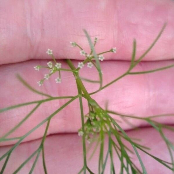 Cyclospermum leptophyllum Flor