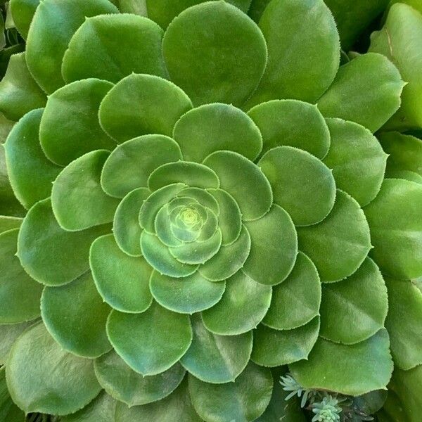 Aeonium arboreum Hoja