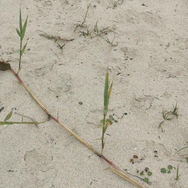 Paspalum distichum 葉