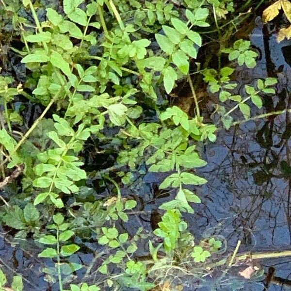 Nasturtium officinale Ліст