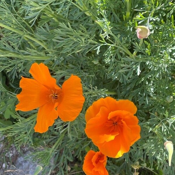 Eschscholzia californica Blüte