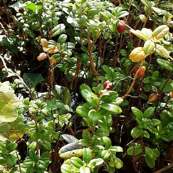 Vaccinium vitis-idaea Hábito