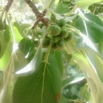 Rhamnus cathartica Fruit