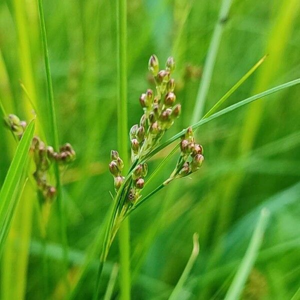 Juncus compressus ᱵᱟᱦᱟ