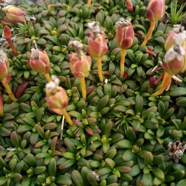 Diapensia lapponica Flower