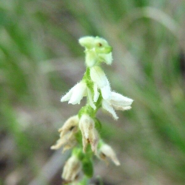 Goodyera repens ফুল