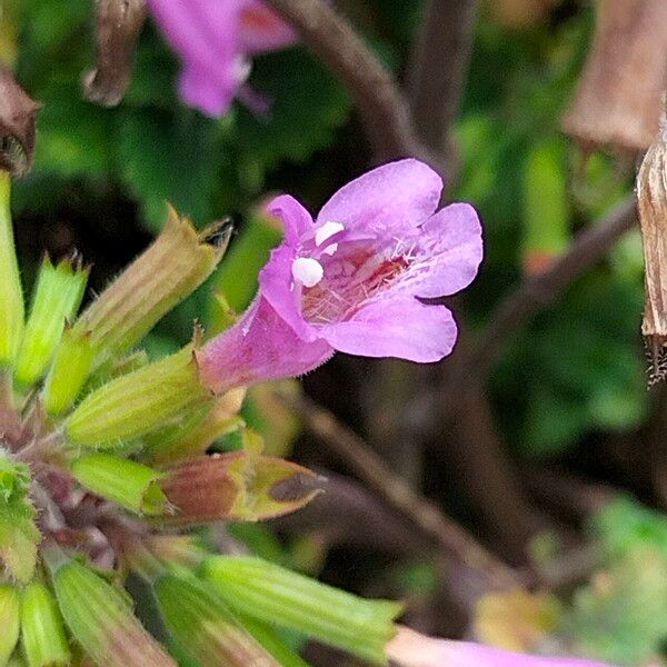 Clinopodium grandiflorum 花