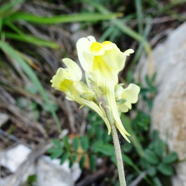 Linaria supina फूल