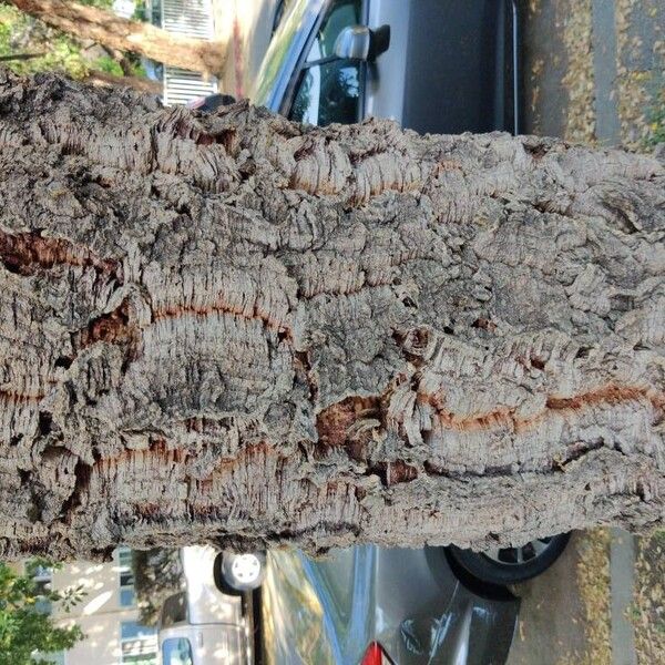 Quercus suber Bark