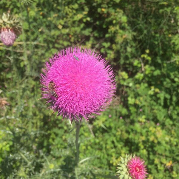 Carduus micropterus Flower