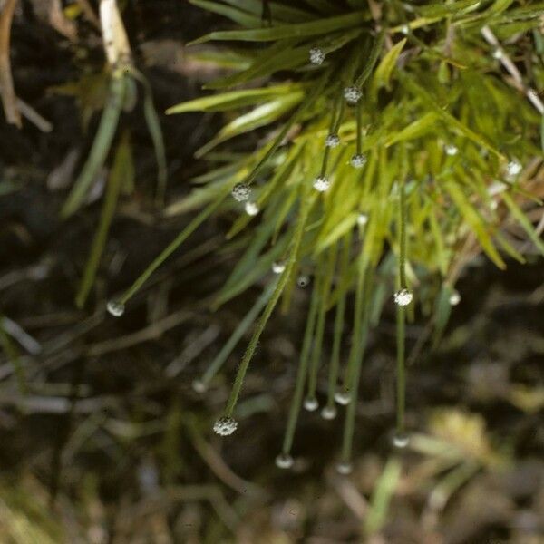 Paepalanthus anceps Hábito