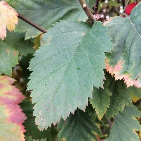 Crataegus coccinea পাতা