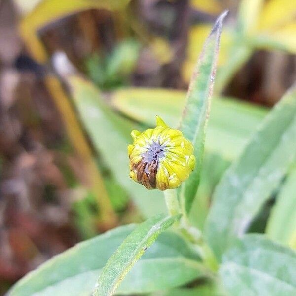 Helianthus × laetiflorus その他の提案