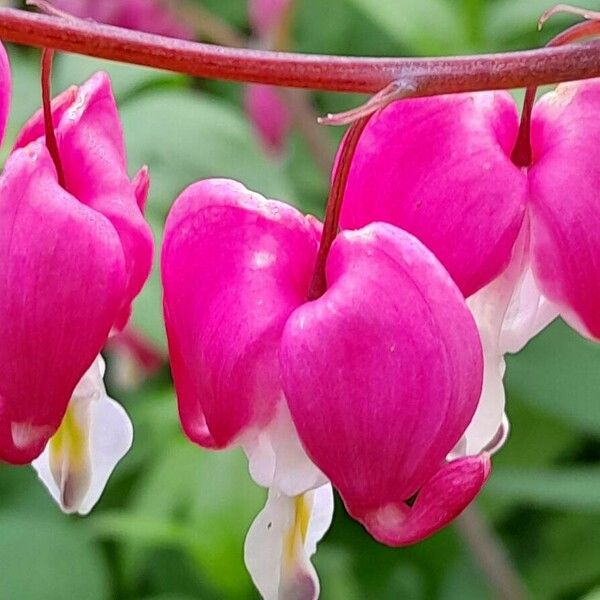 Lamprocapnos spectabilis ফুল