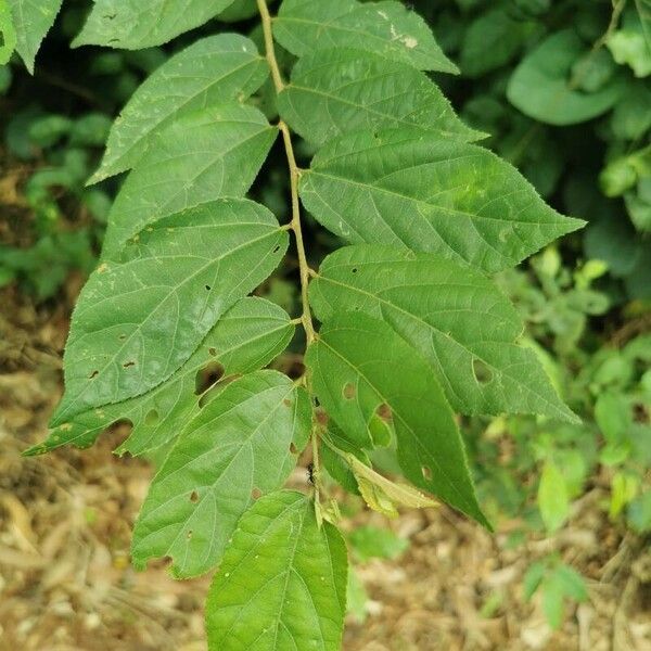 Grewia flavescens Levél