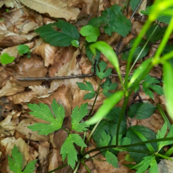 Ranunculus hispidus Leaf