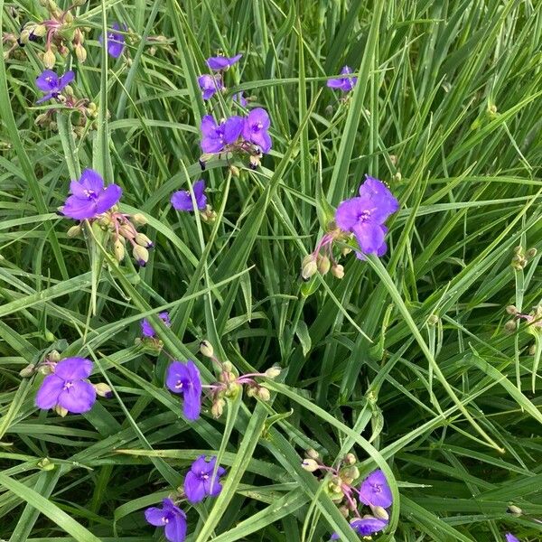 Tradescantia ohiensis Цвят