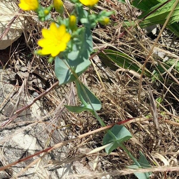 Blackstonia perfoliata 形態