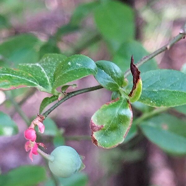 Vaccinium fuscatum Fruit