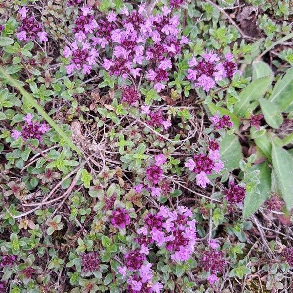 Thymus praecox Floro