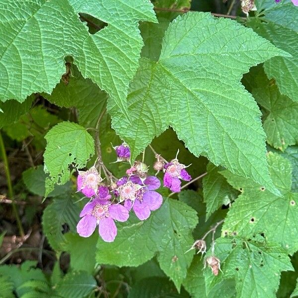 Rubus odoratus Floare