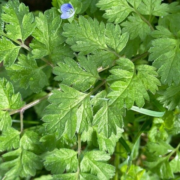 Veronica persica Leaf