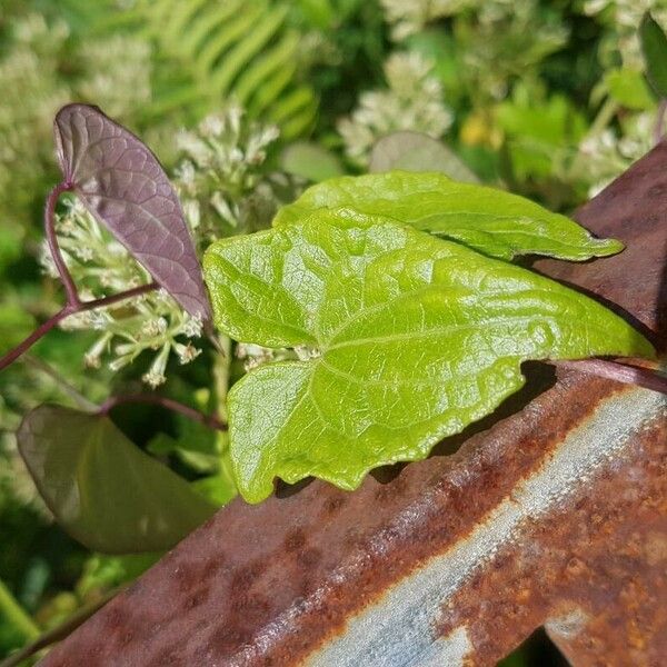 Mikania micrantha Leaf