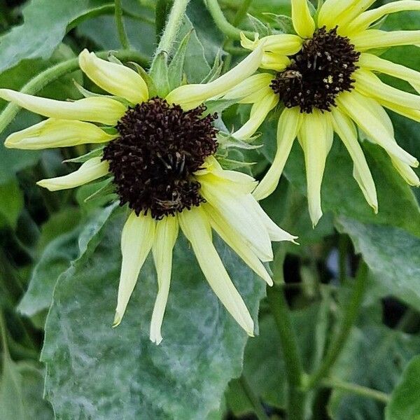 Helianthus debilis Žiedas