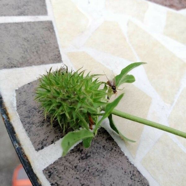 Trifolium retusum Flower