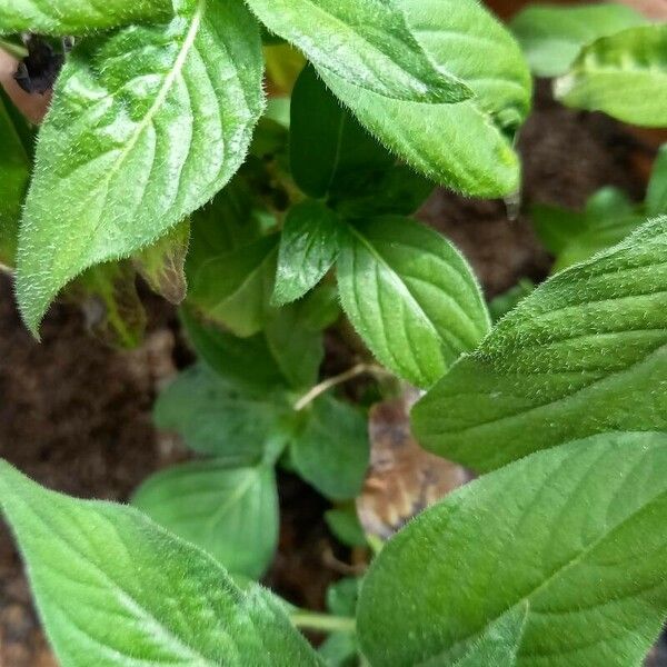 Pentas lanceolata List