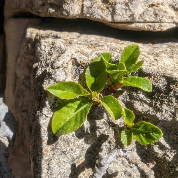 Rhamnus pumila Φύλλο