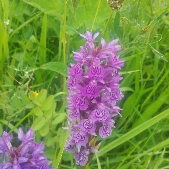 Dactylorhiza incarnata Bloem