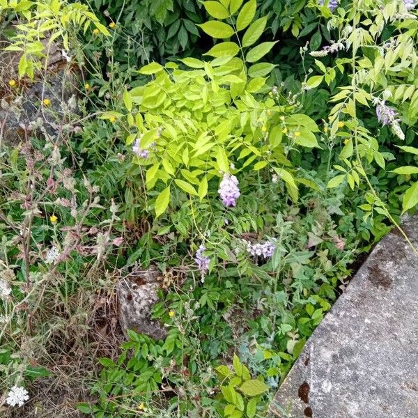 Wisteria frutescens Flower