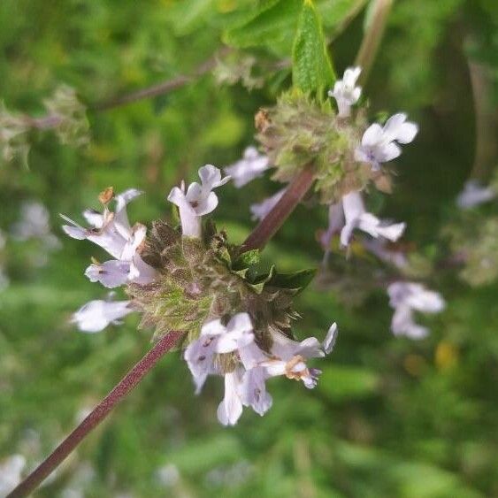 Salvia mellifera Flower