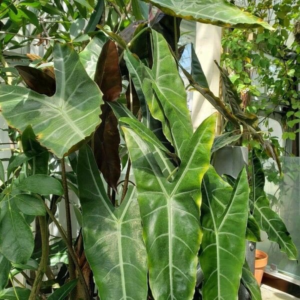 Alocasia longiloba Habitus