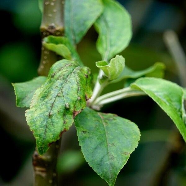 Malus domestica Levél