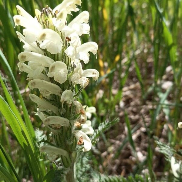 Pedicularis comosa Λουλούδι