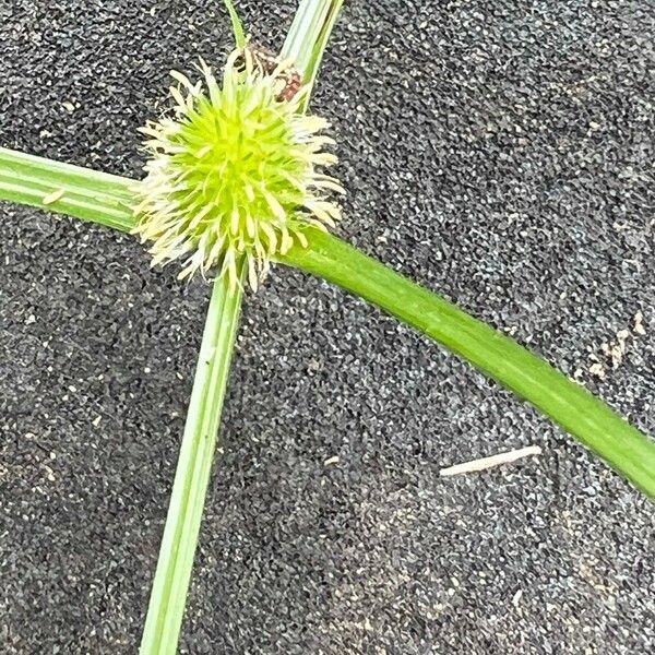 Cyperus brevifolius Кветка