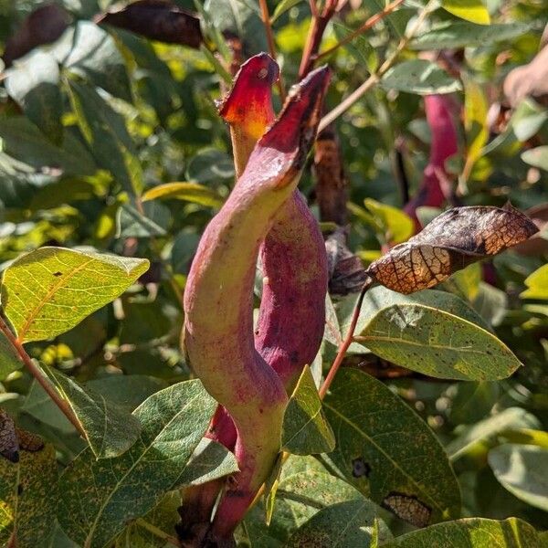 Pistacia terebinthus Φρούτο